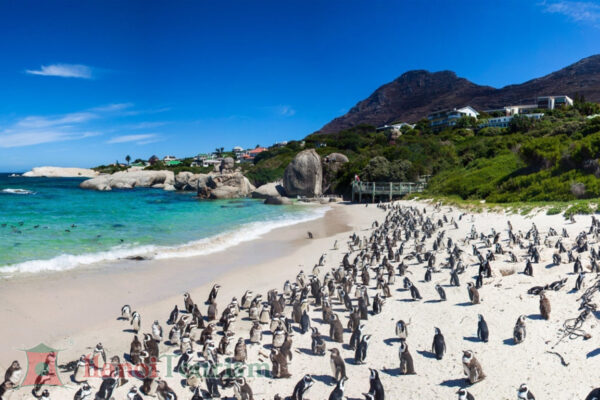 Boulders Beach - Nam Phi