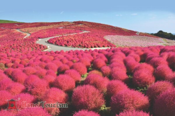 Hitachi Side Park - Nhật Bản - Mùa thu