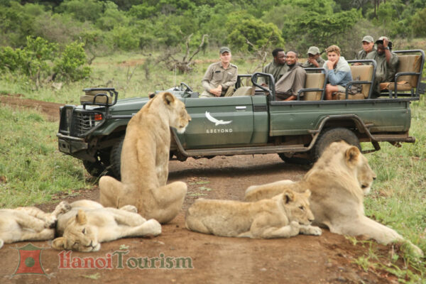 Safari game - Nam Phi (1)