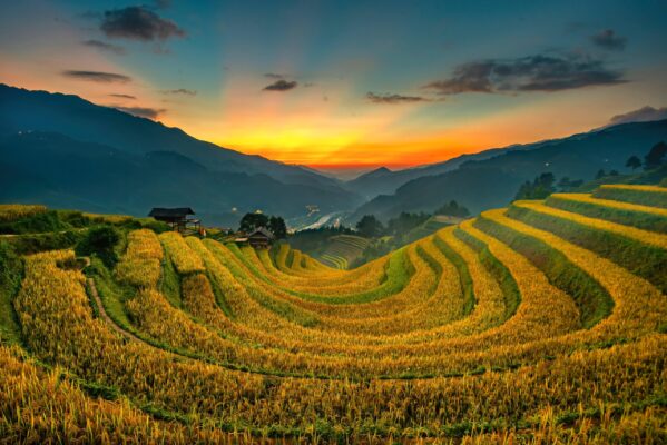 Mù Cang Chải mùa lúa chín 3