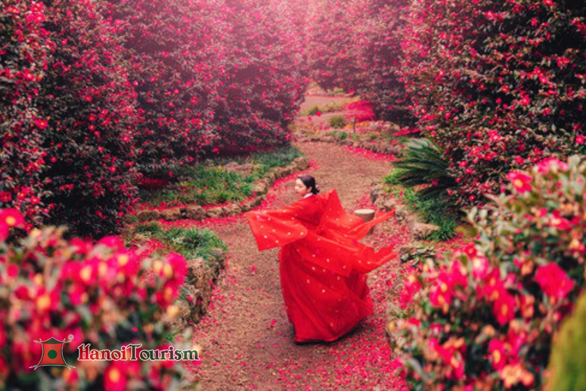 Hoa Trà (Camellia Hill) - Jeju Hàn Quốc