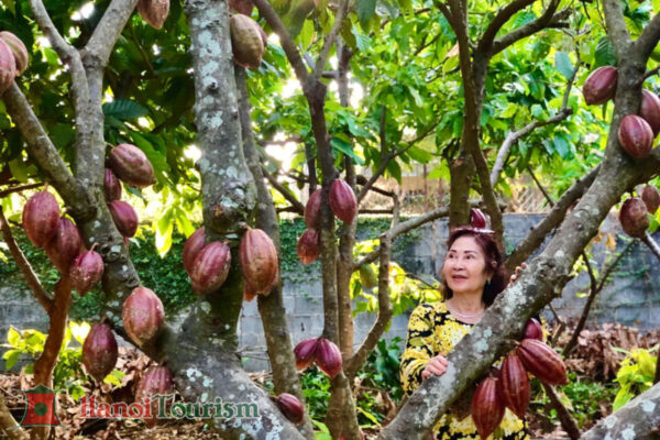 Vườn Ca Cao ở Buôn Ma Thuột